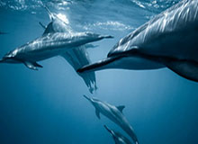 开云平台-米切尔45分班凯罗37+10 骑士主场轻取魔术